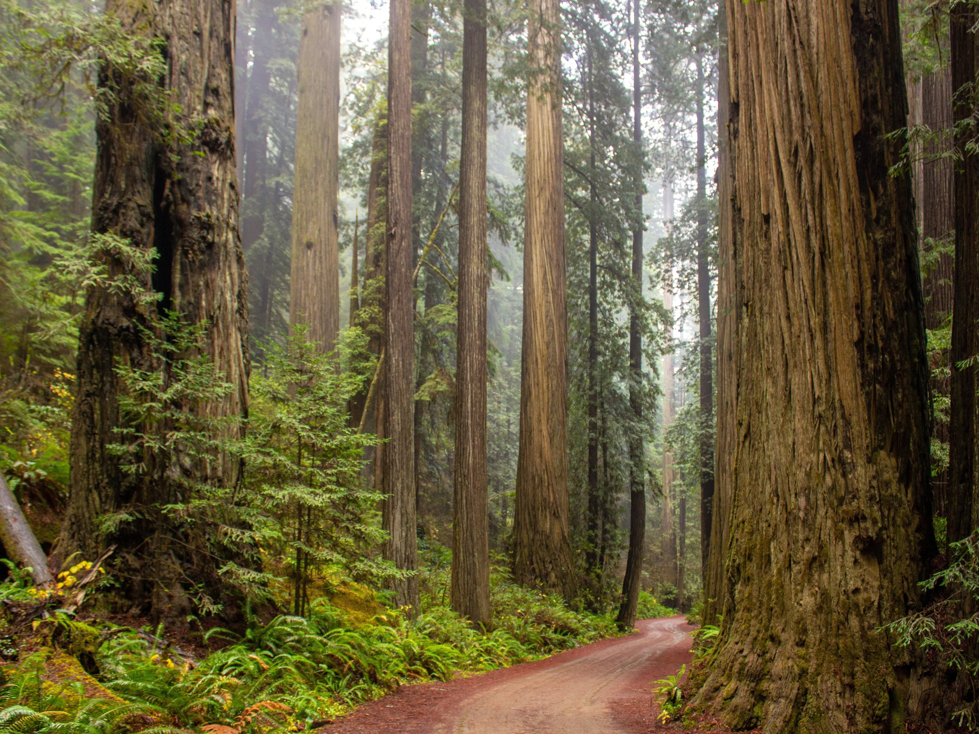 One Trip, Two National Parks: Sequoia and Kings Canyon