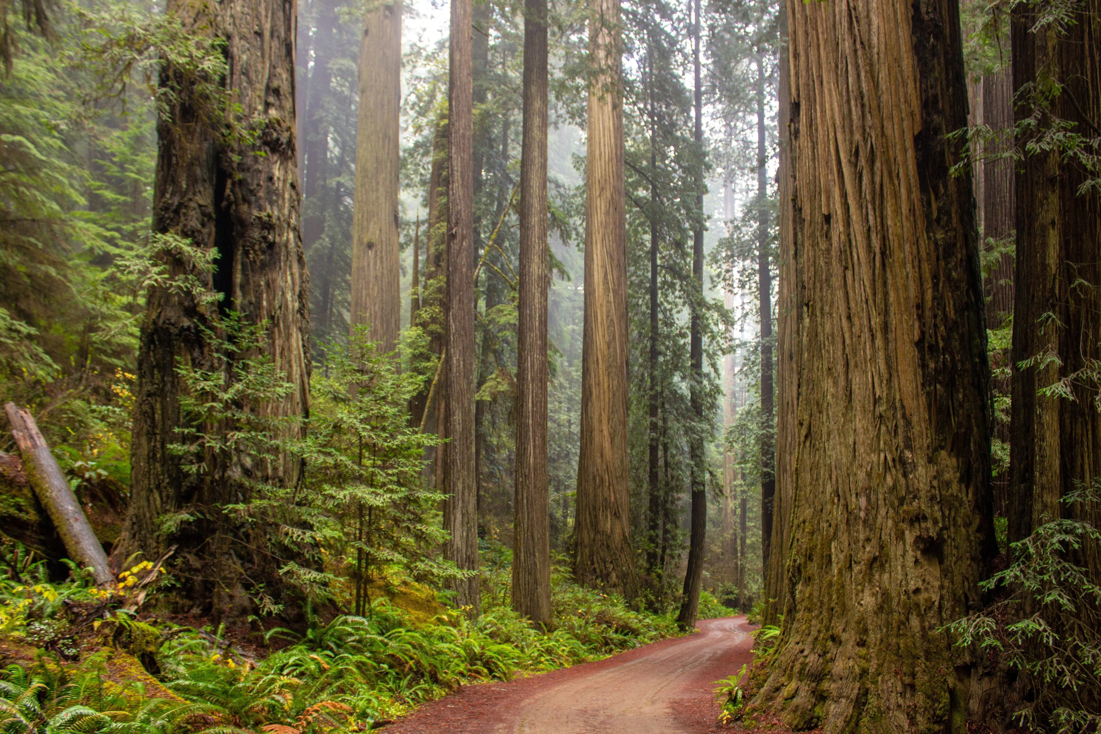 One Trip, Two National Parks: Sequoia and Kings Canyon